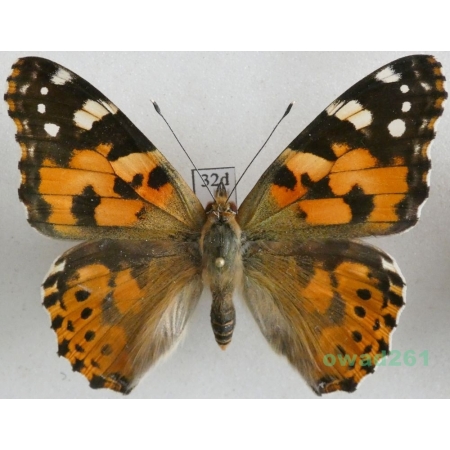 Vanessa cardui (Linnaeus, 1758) ex. ovo, Rusałka osetnik Czech32d